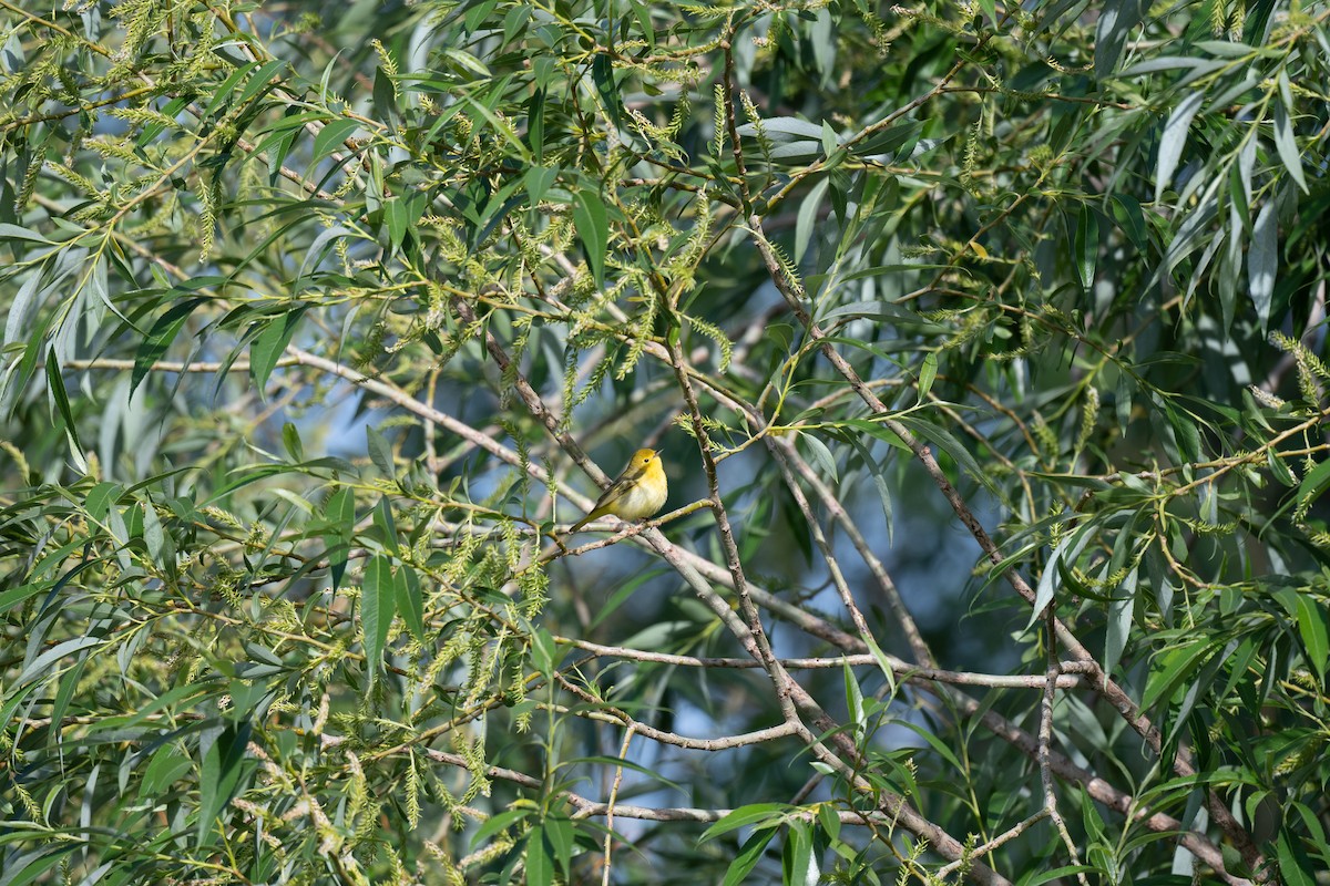 Yellow Warbler - ML578879481