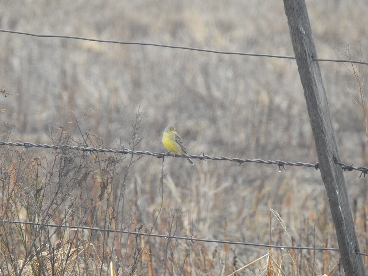 Grassland Yellow-Finch - ML578880771