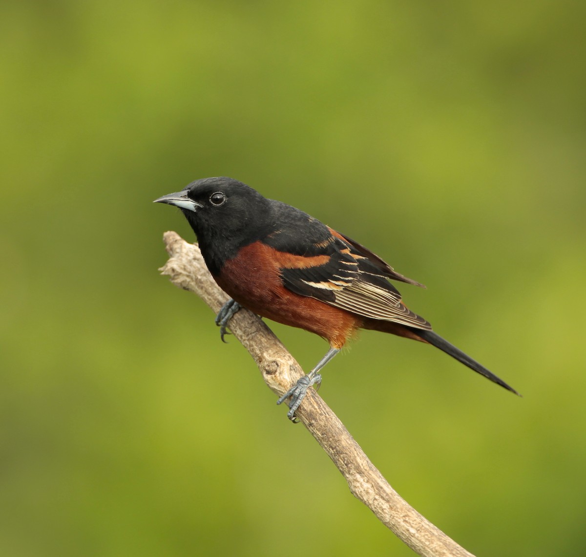 Orchard Oriole - ML57888111