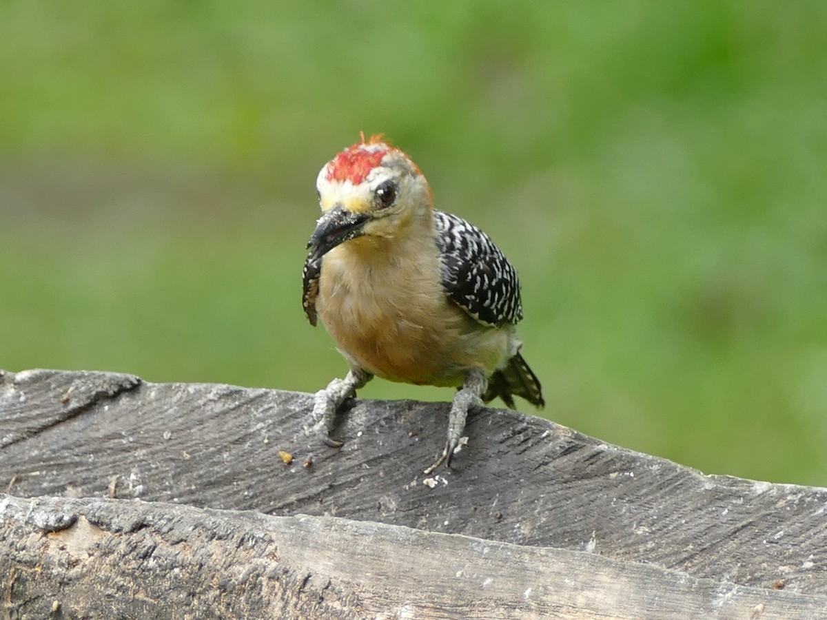 Red-crowned Woodpecker - ML578882171