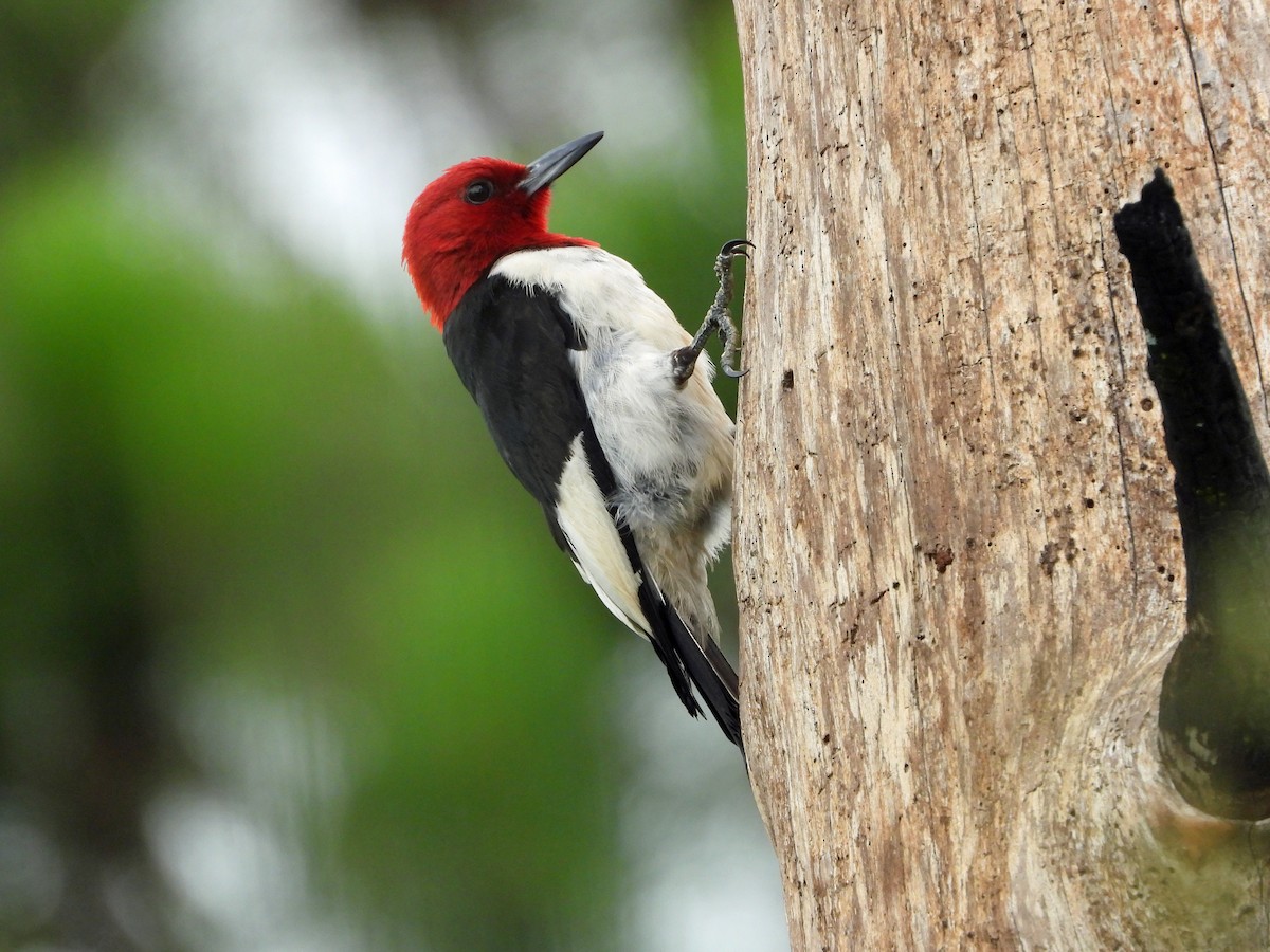 Red-headed Woodpecker - Mark Penkower