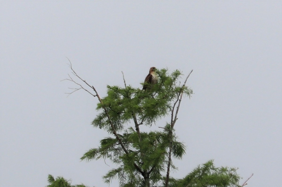 Red-tailed Hawk - ML57888511