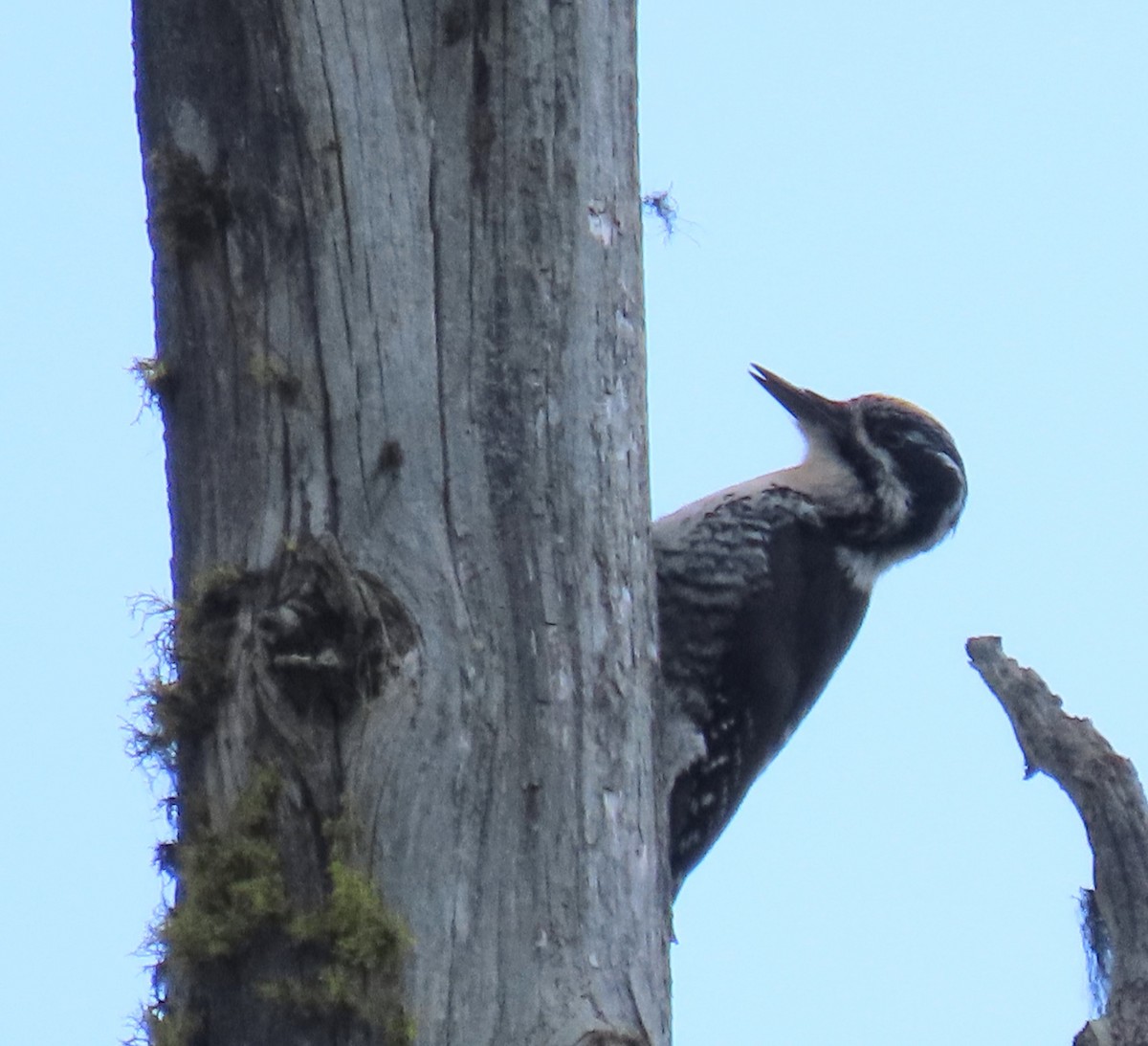 American Three-toed Woodpecker - ML578885351