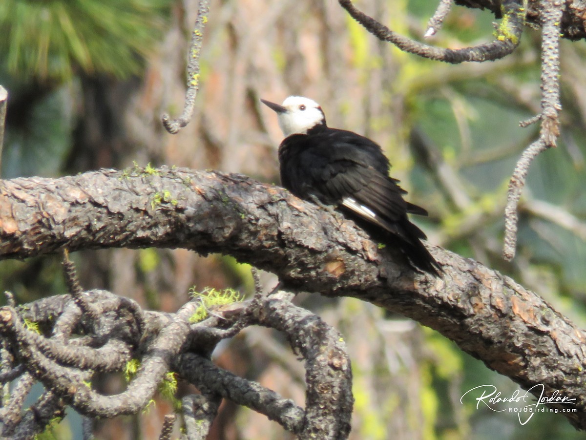 White-headed Woodpecker - ML578887651