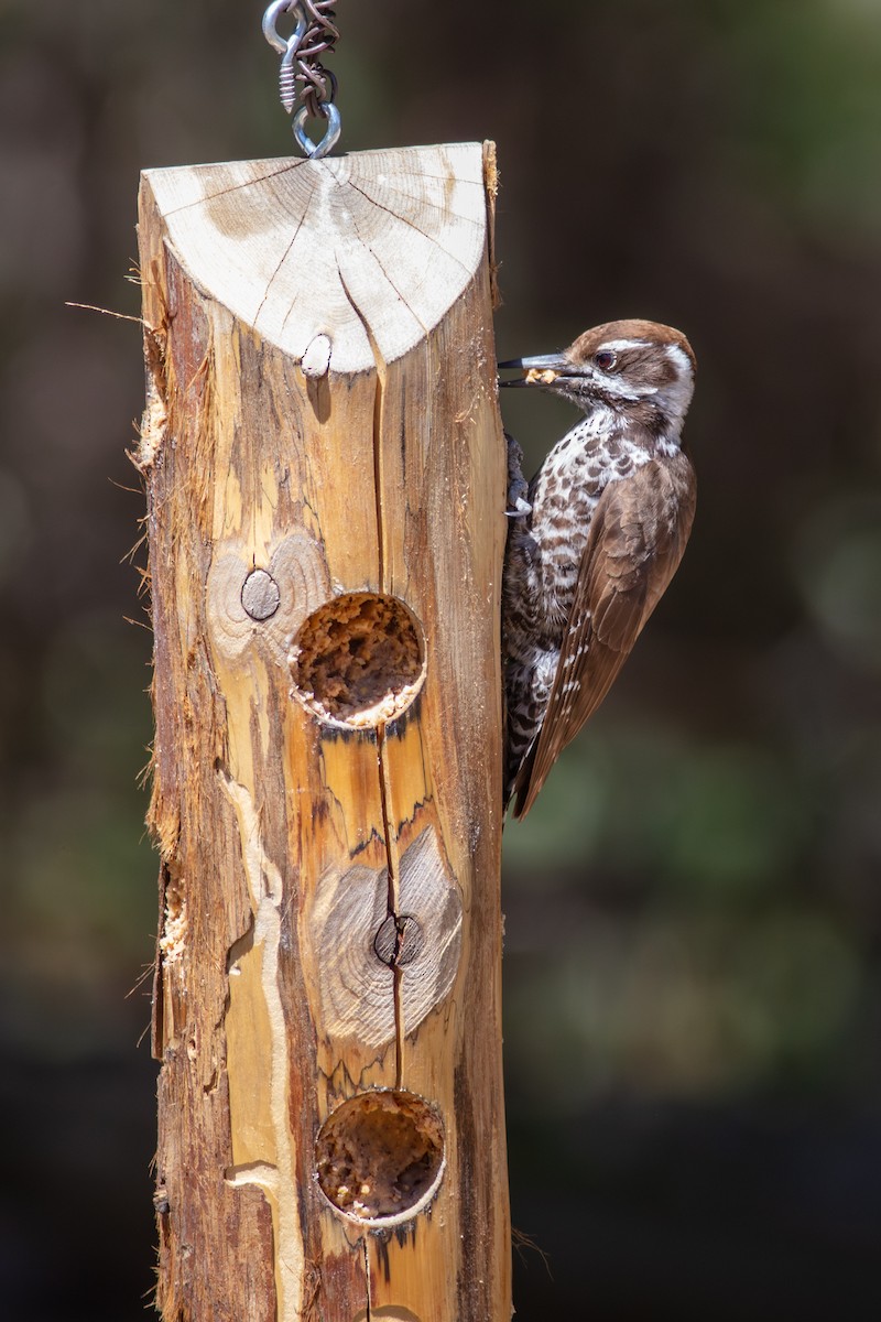 Arizona Woodpecker - ML578888241