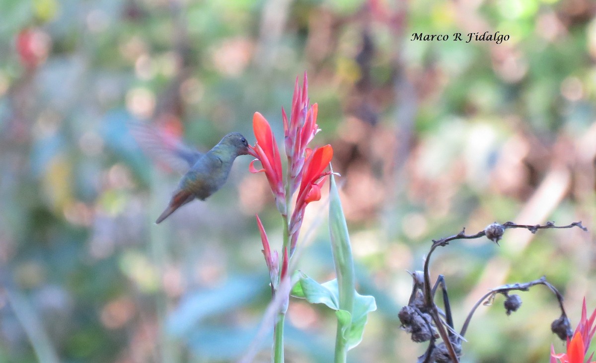 Gilded Hummingbird - Marco Fidalgo