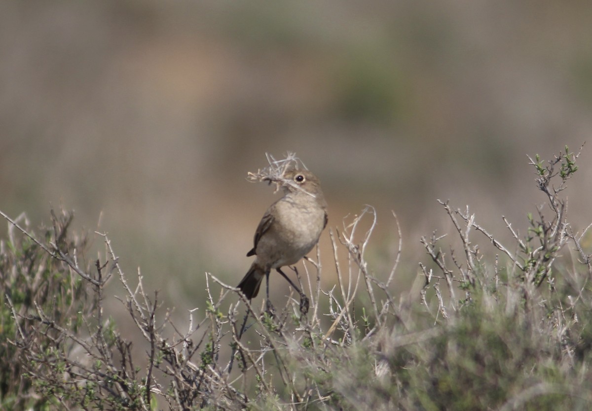 Sickle-winged Chat - ML578888901