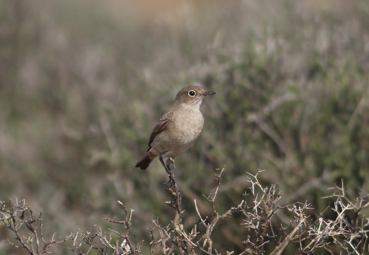 Sickle-winged Chat - ML578888911