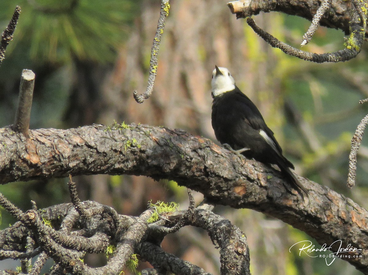 White-headed Woodpecker - ML578888991
