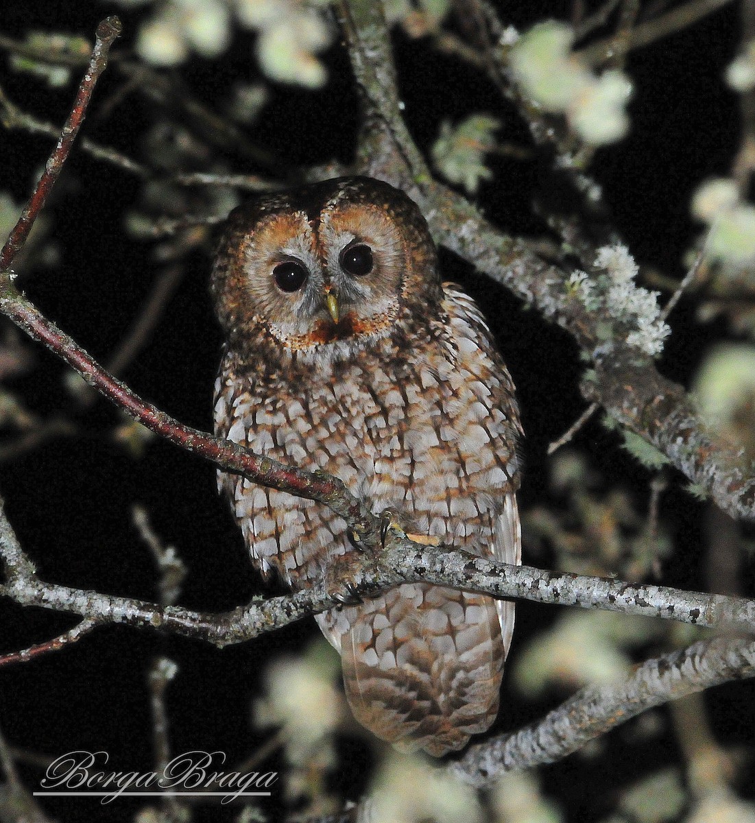 Tawny Owl - ML57889181