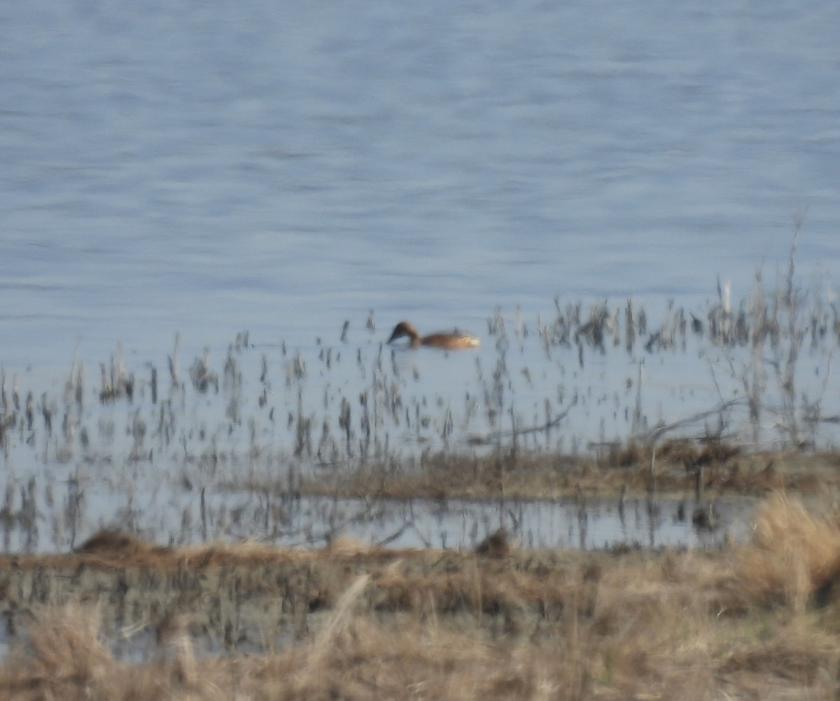 Fulvous Whistling-Duck - ML578892921