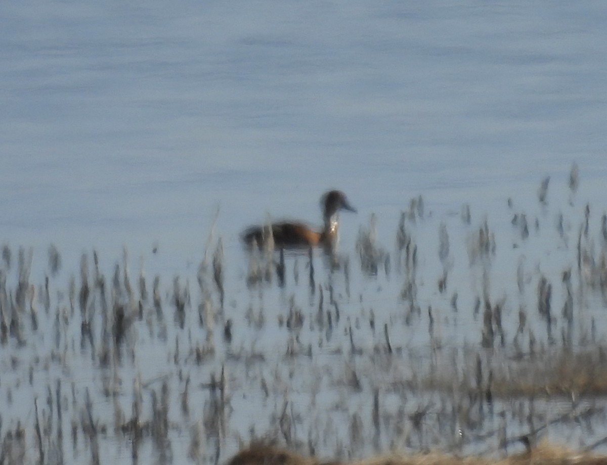 Fulvous Whistling-Duck - ML578893721