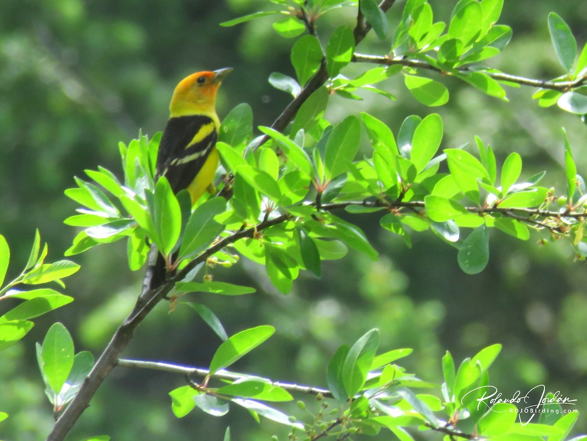 Western Tanager - ML578893801