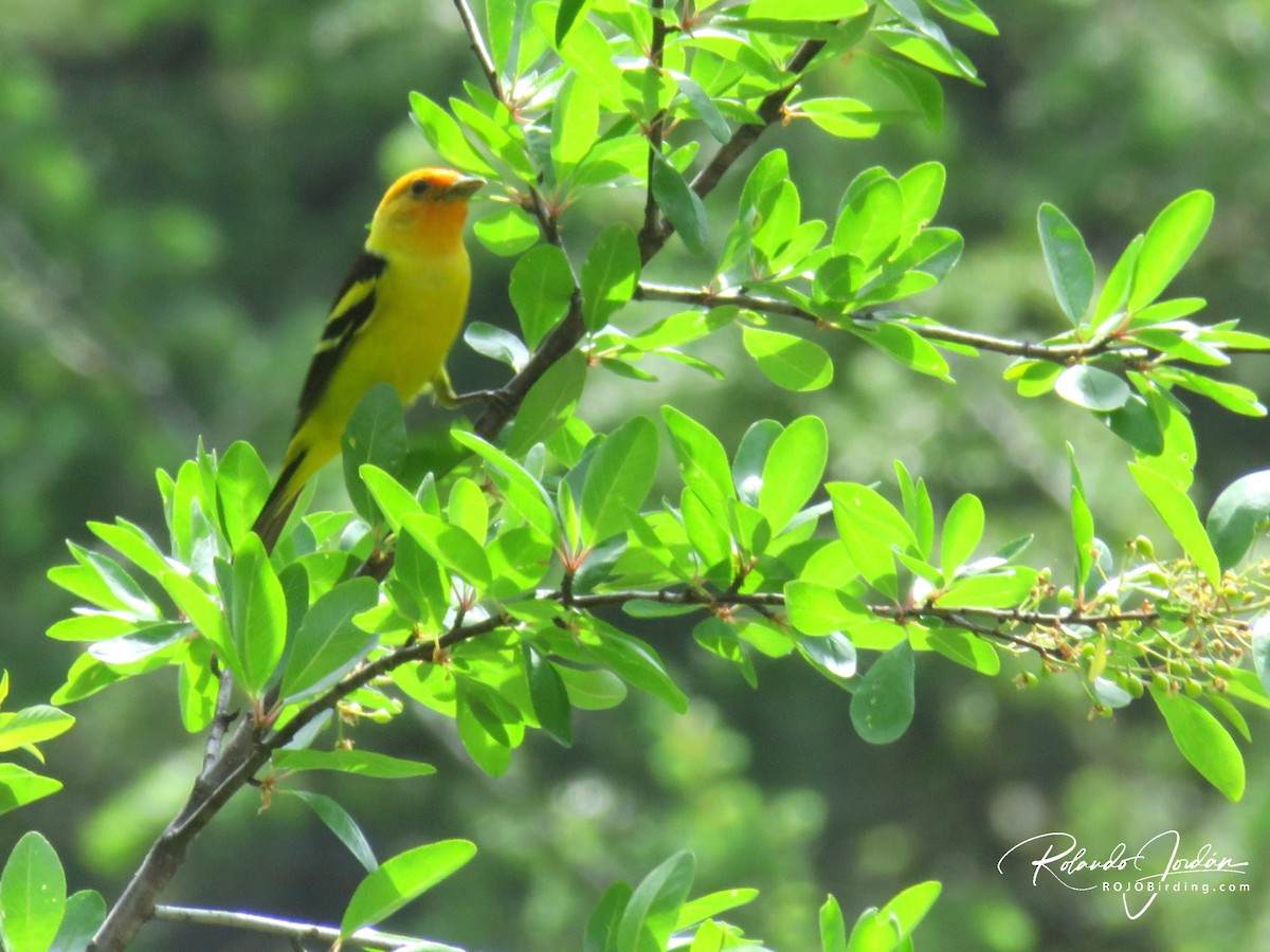 Western Tanager - ML578893831
