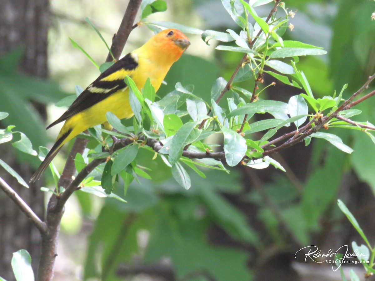 Western Tanager - ML578893871