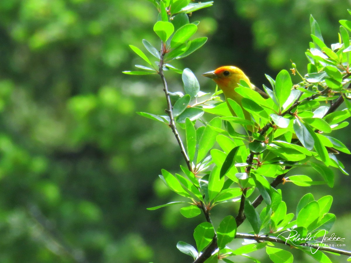 Western Tanager - ML578894971