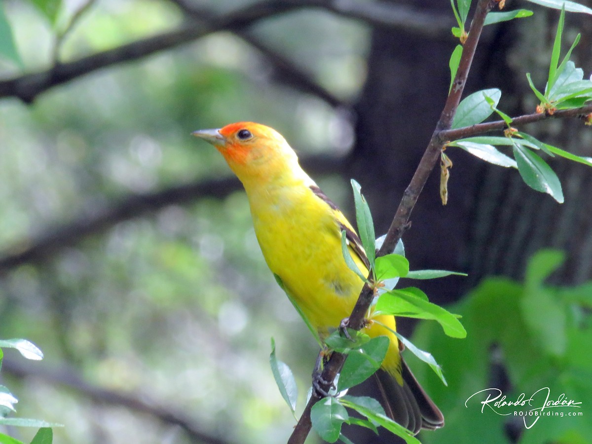 Western Tanager - ML578894981