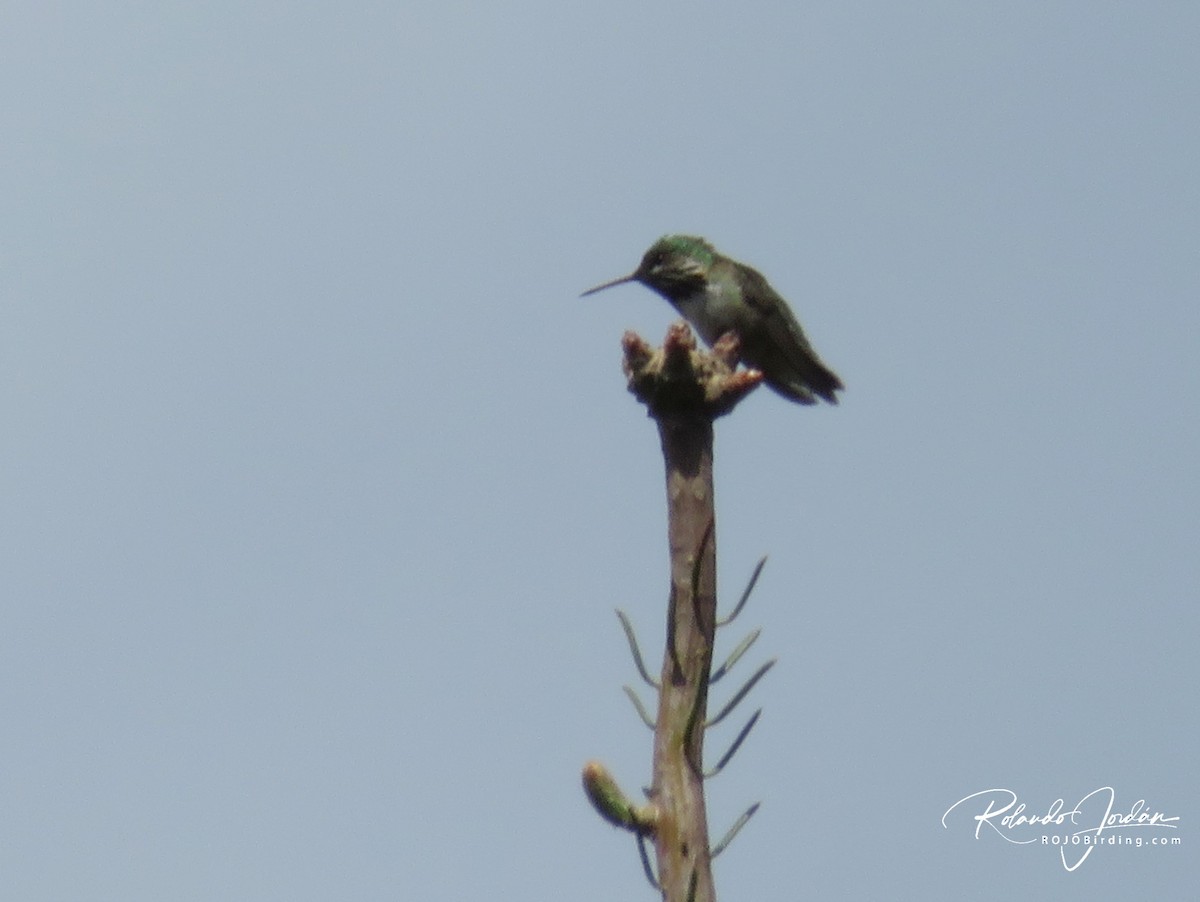 Calliope Hummingbird - ML578896741