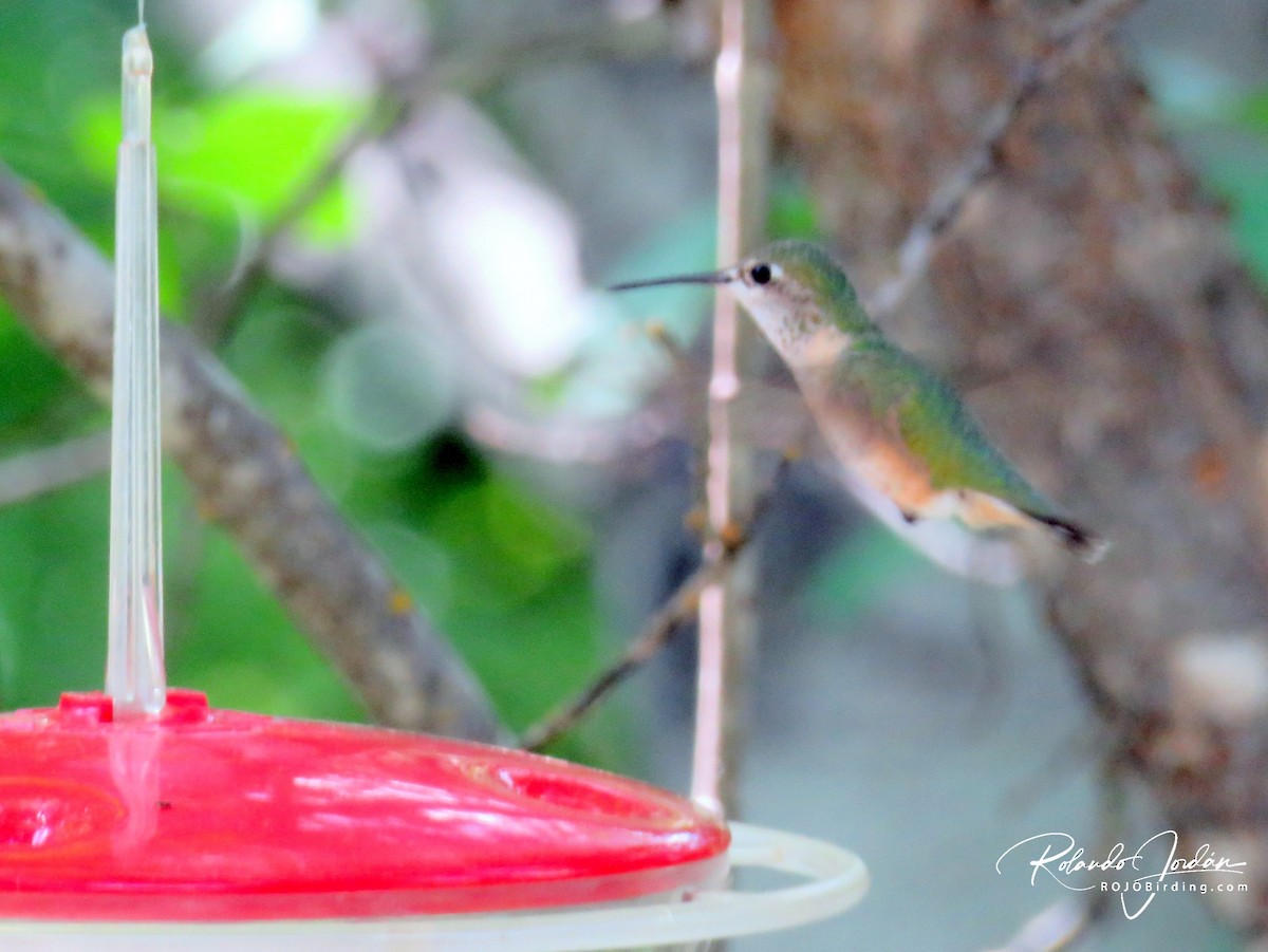 Rufous Hummingbird - ML578899381