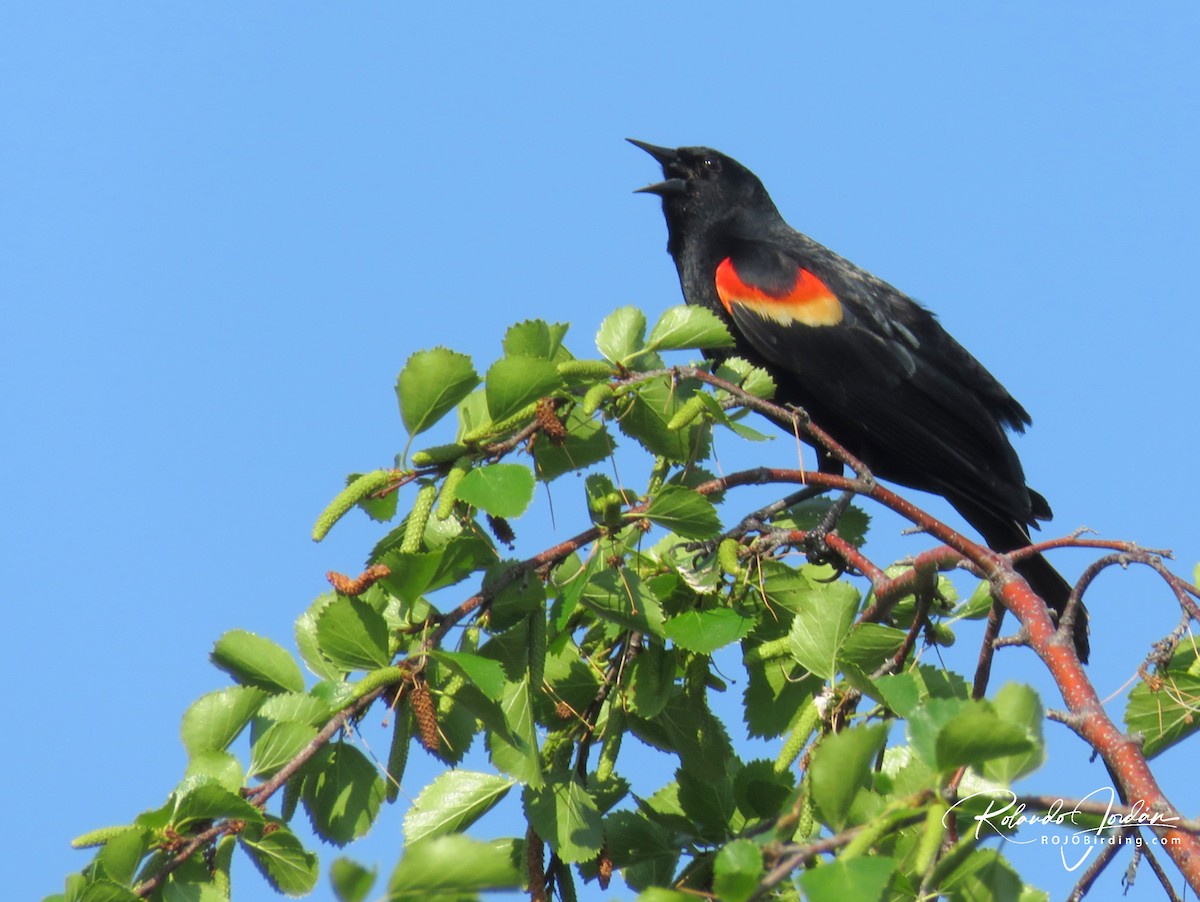 Red-winged Blackbird - ML578901301