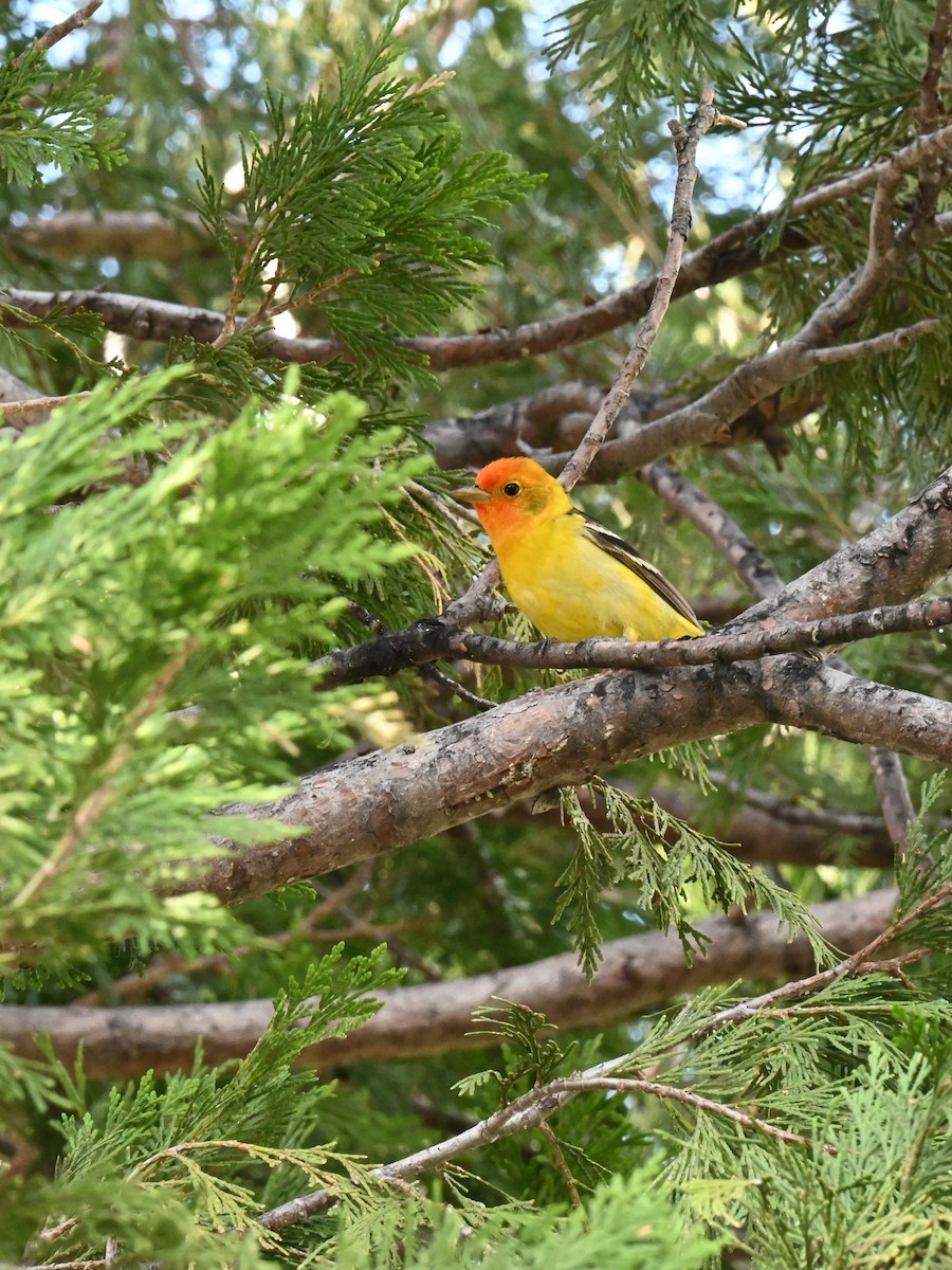 Western Tanager - ML578905481