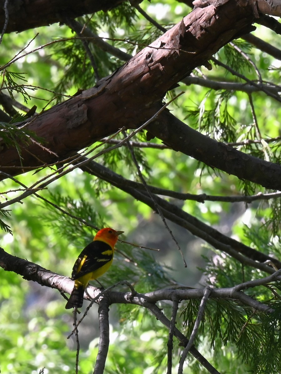 Western Tanager - ML578905511