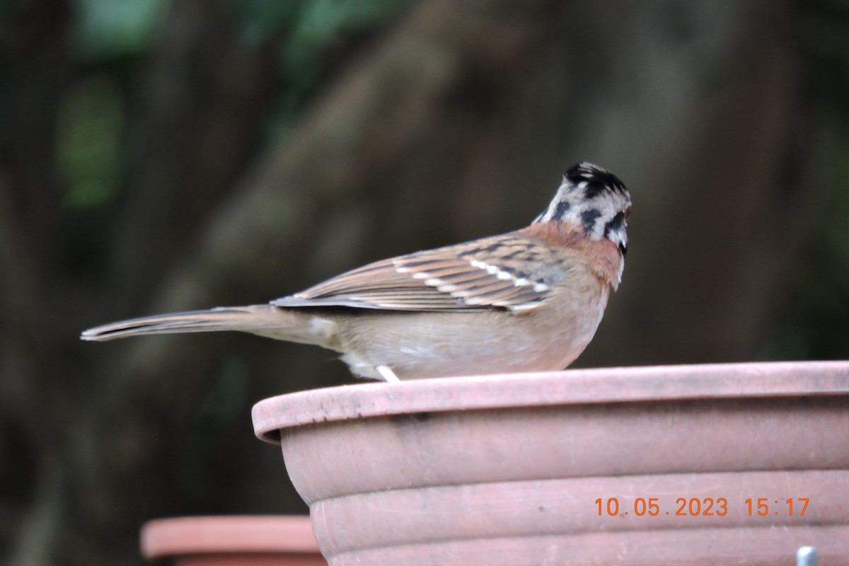 Rufous-collared Sparrow - ML578905721