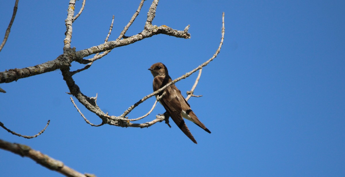 Northern Rough-winged Swallow - ML578906271
