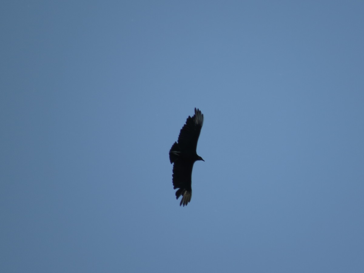 Black Vulture - ML578909291