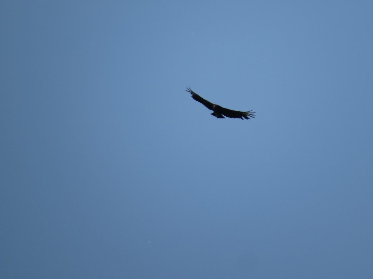 Black Vulture - ML578909321
