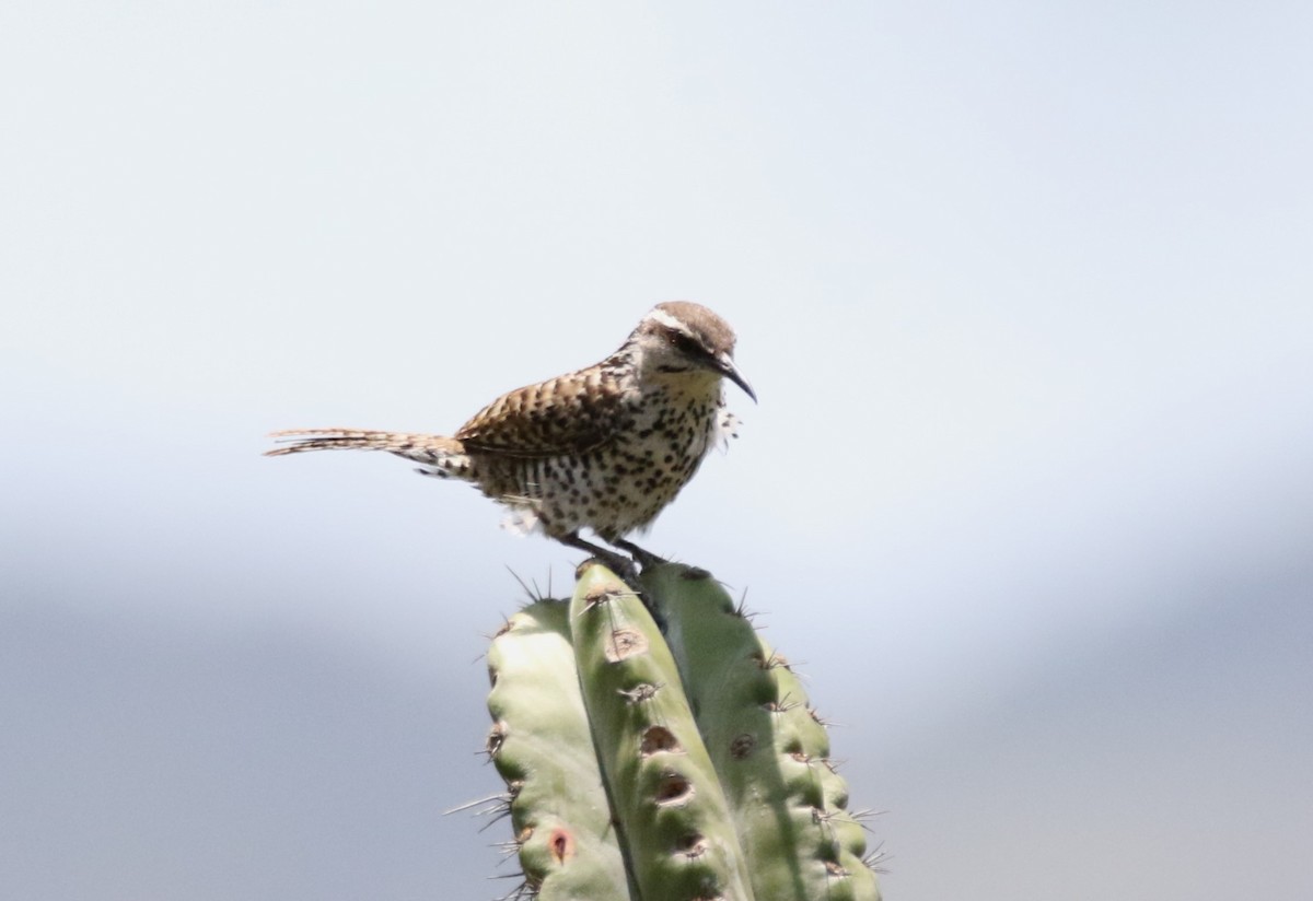 Boucard's Wren - ML578909591