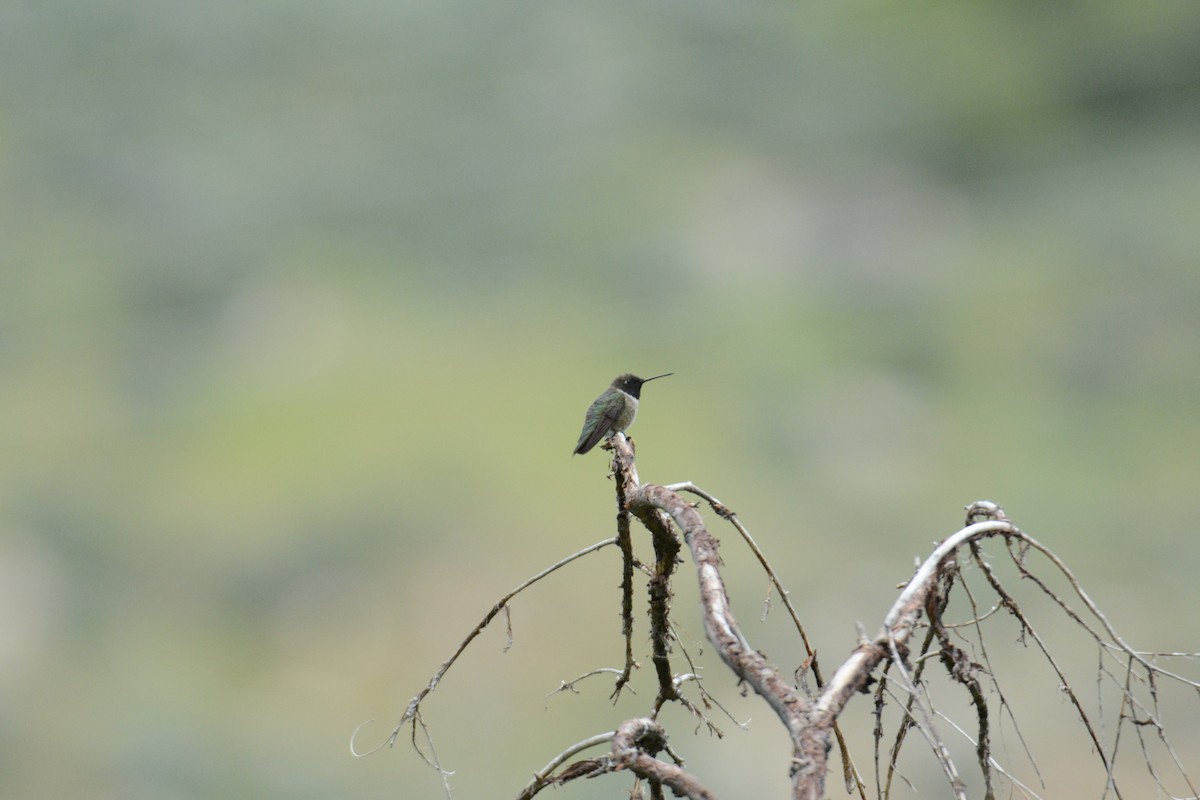 Black-chinned Hummingbird - Taylor Abbott