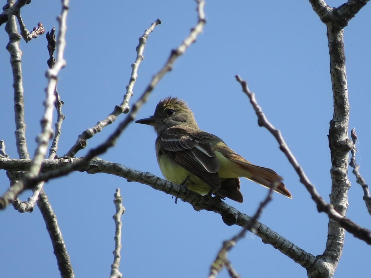 Great Crested Flycatcher - ML578910161
