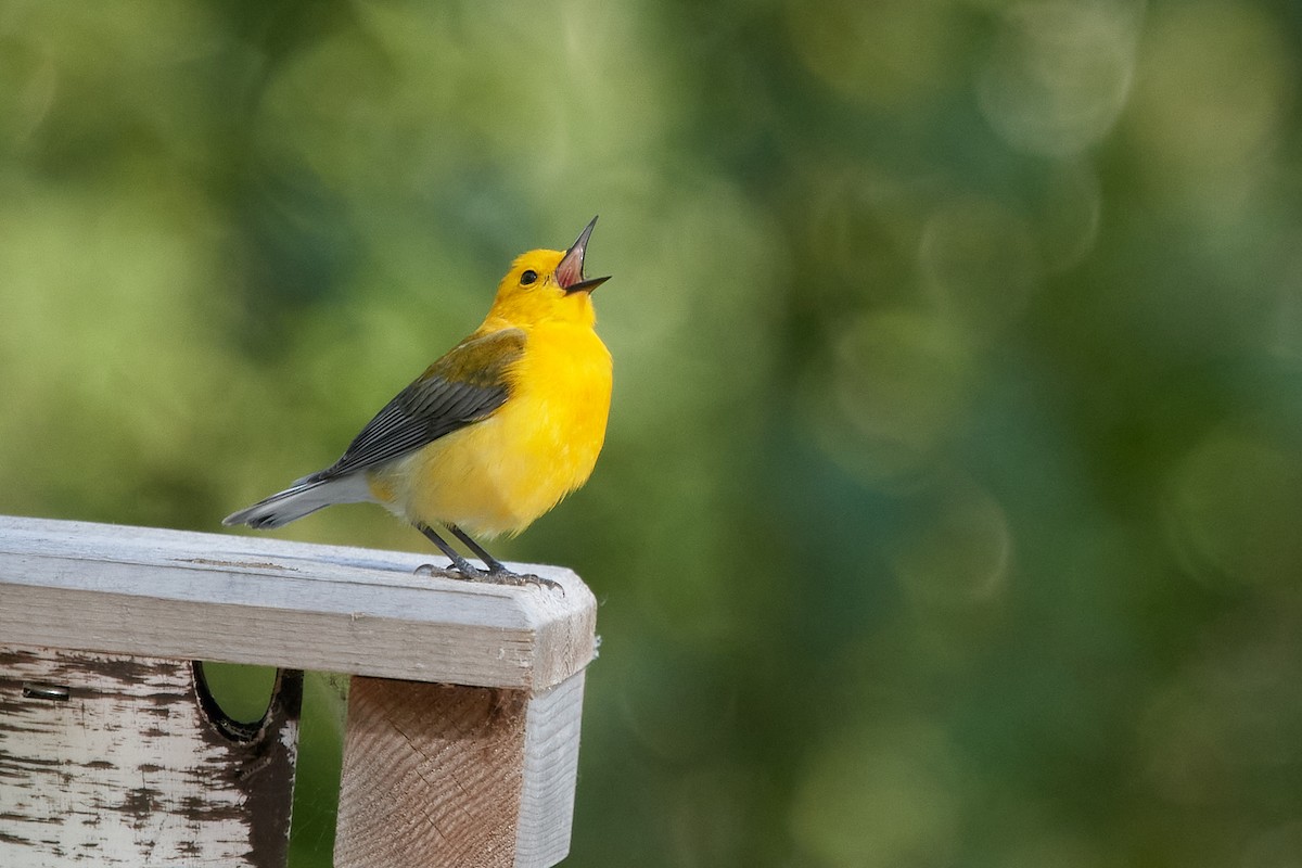 Prothonotary Warbler - ML578911711