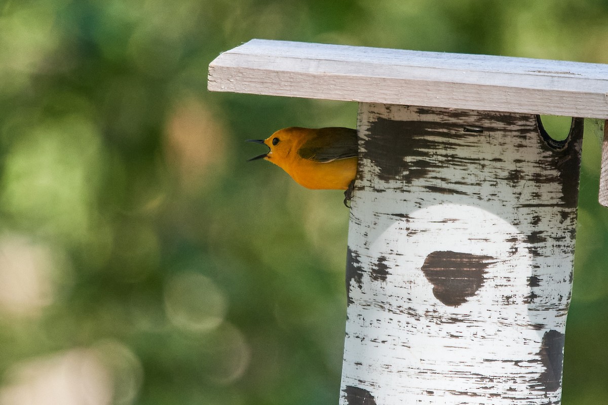 Prothonotary Warbler - ML578911841