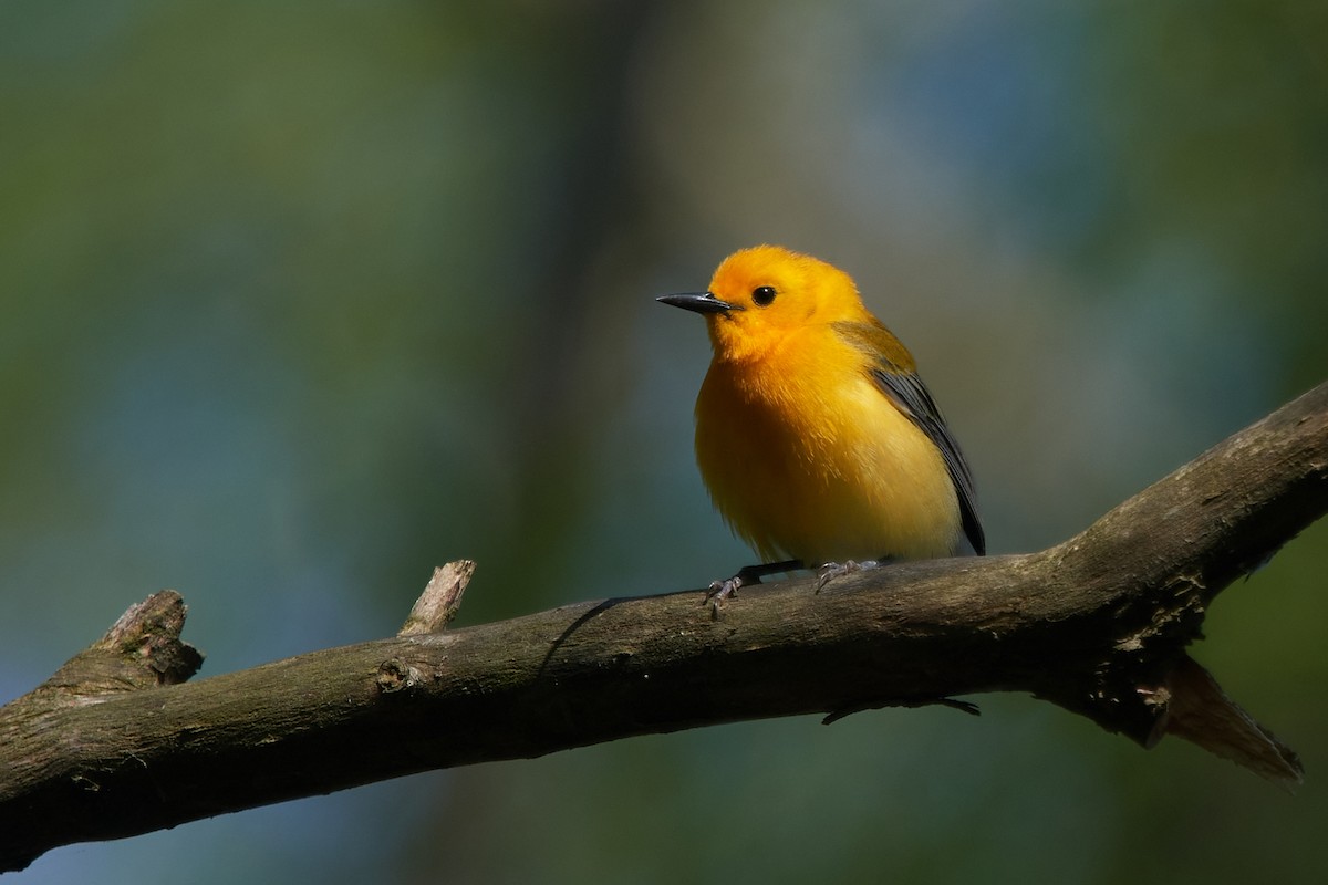 Prothonotary Warbler - ML578911911
