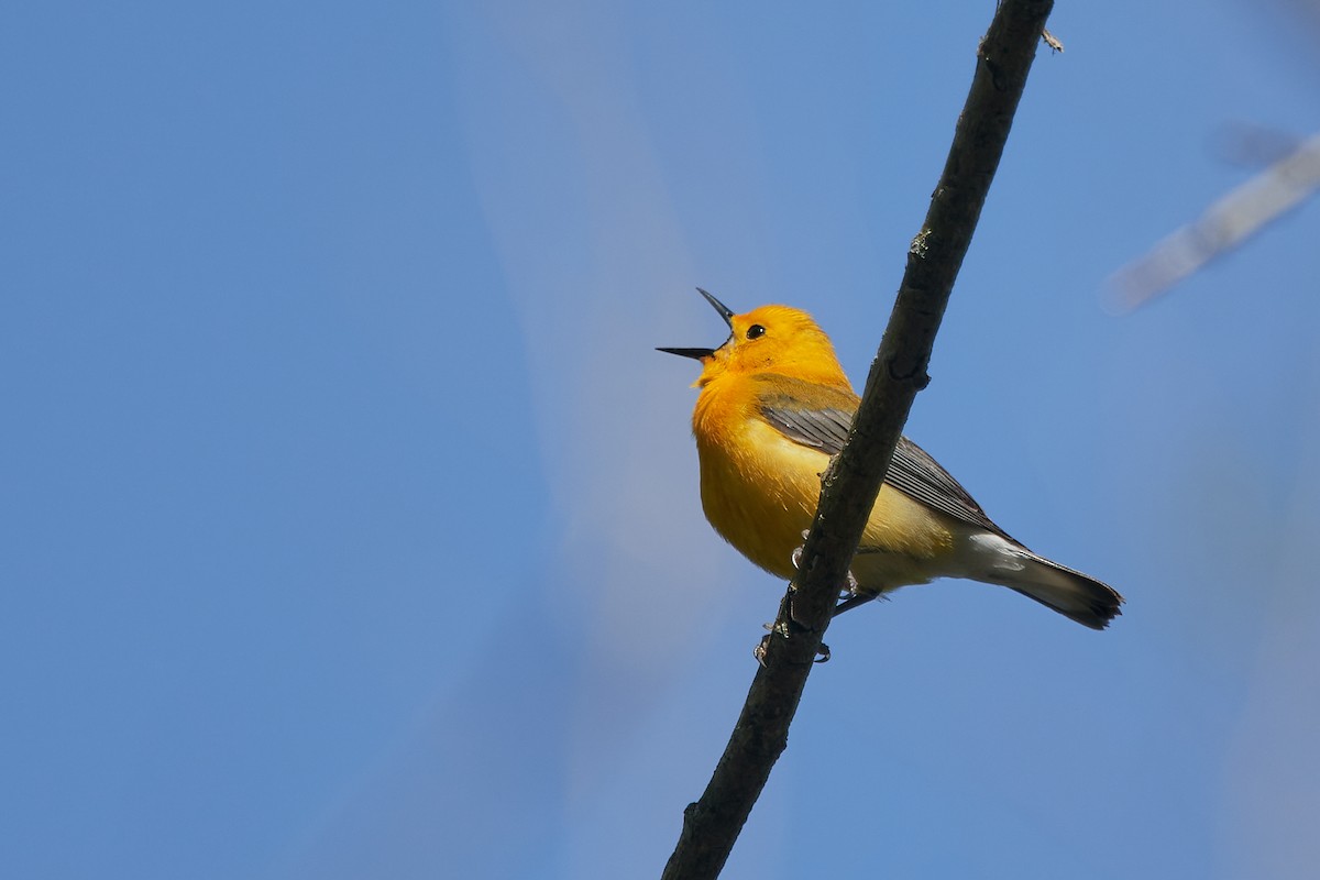 Prothonotary Warbler - ML578911981