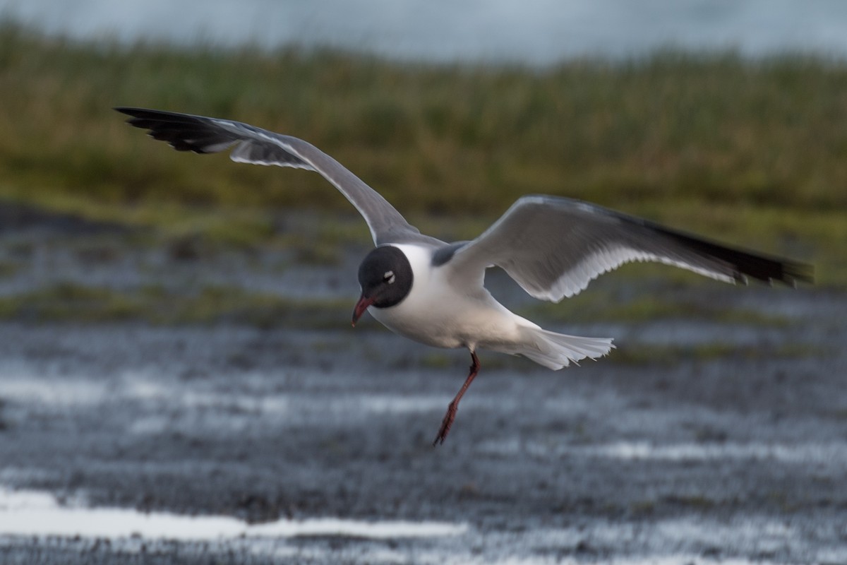 Laughing Gull - Keith Nelson