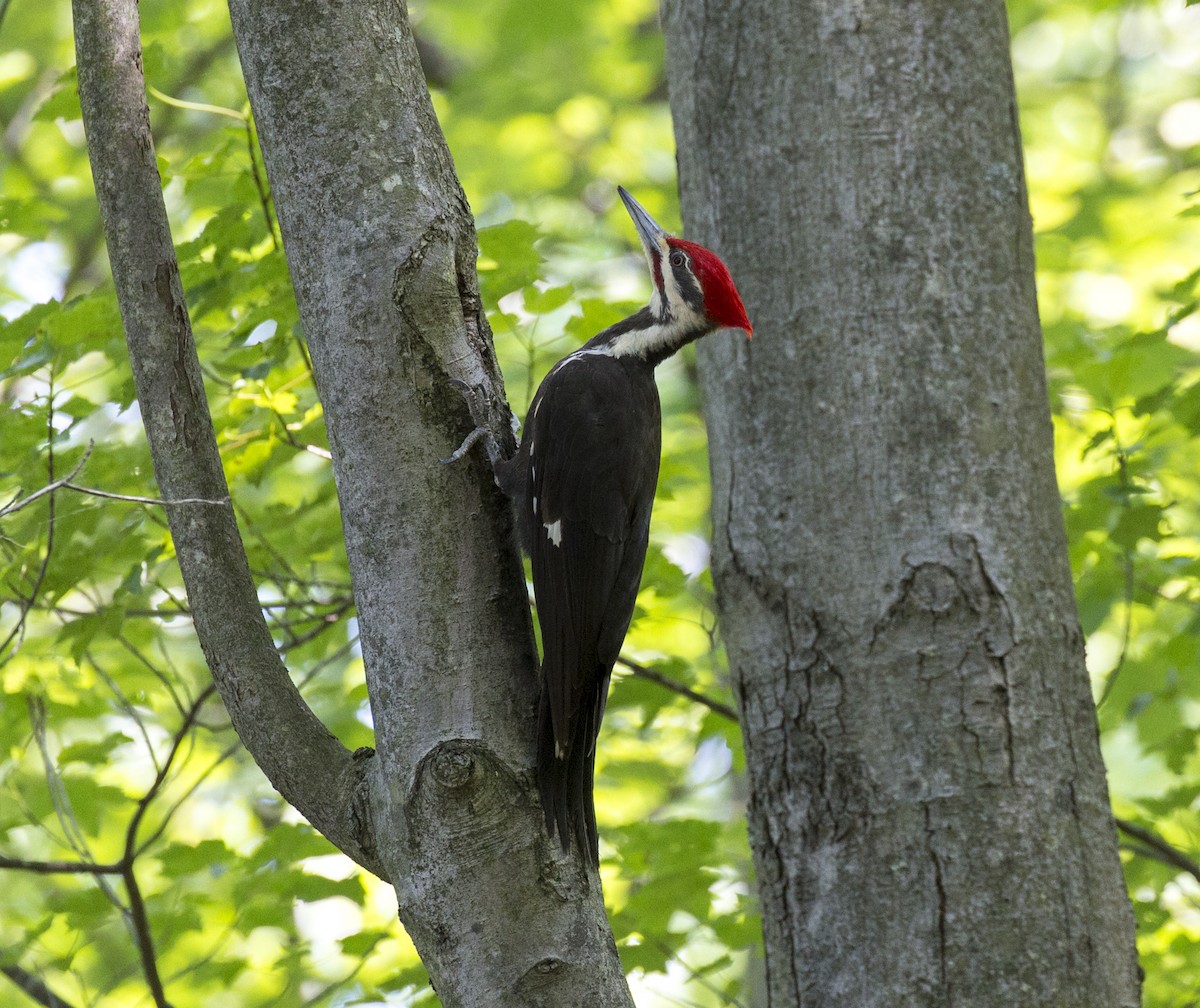 Pileated Woodpecker - ML578914211
