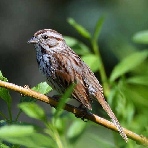 Song Sparrow - M & C S