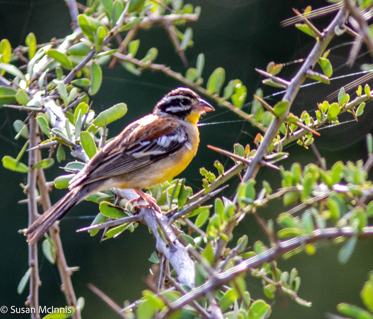 Golden-breasted Bunting - Susan Mac