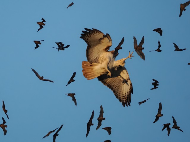 Red-tailed Hawk ML578928681