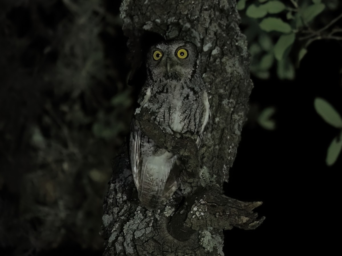 Eastern Screech-Owl (McCall's) - ML578929141