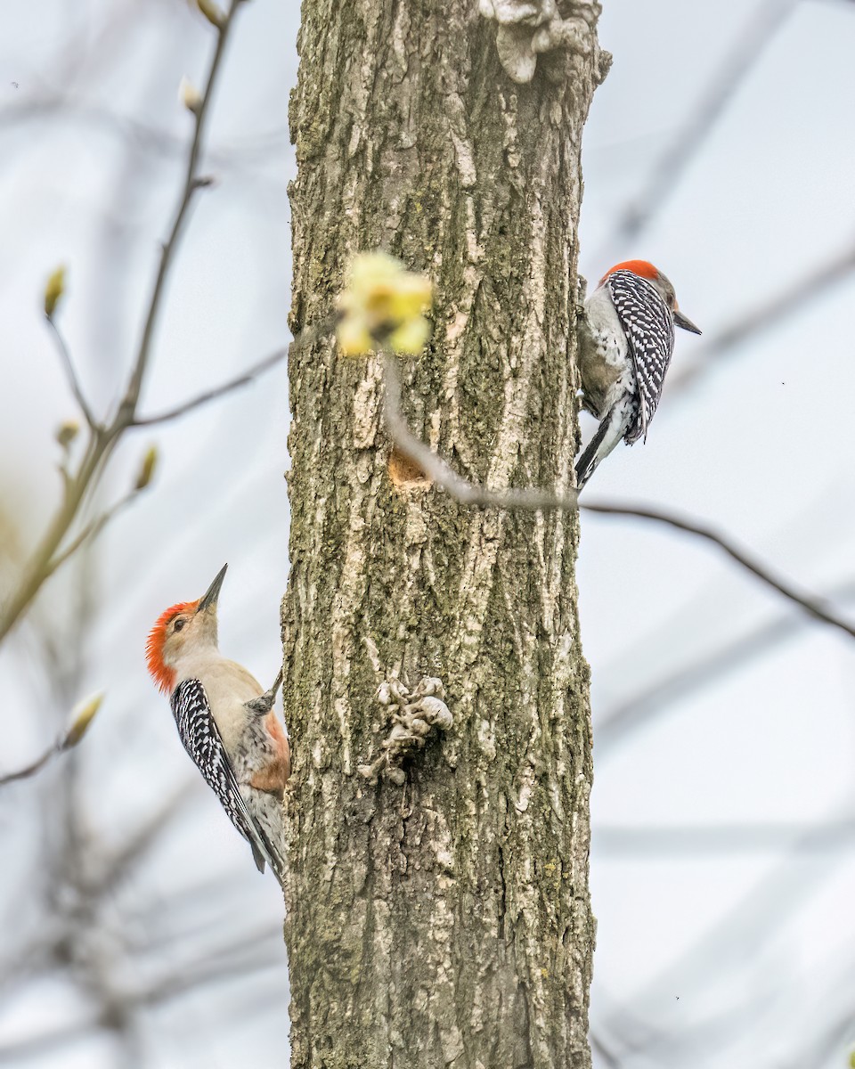 Red-bellied Woodpecker - ML578931201