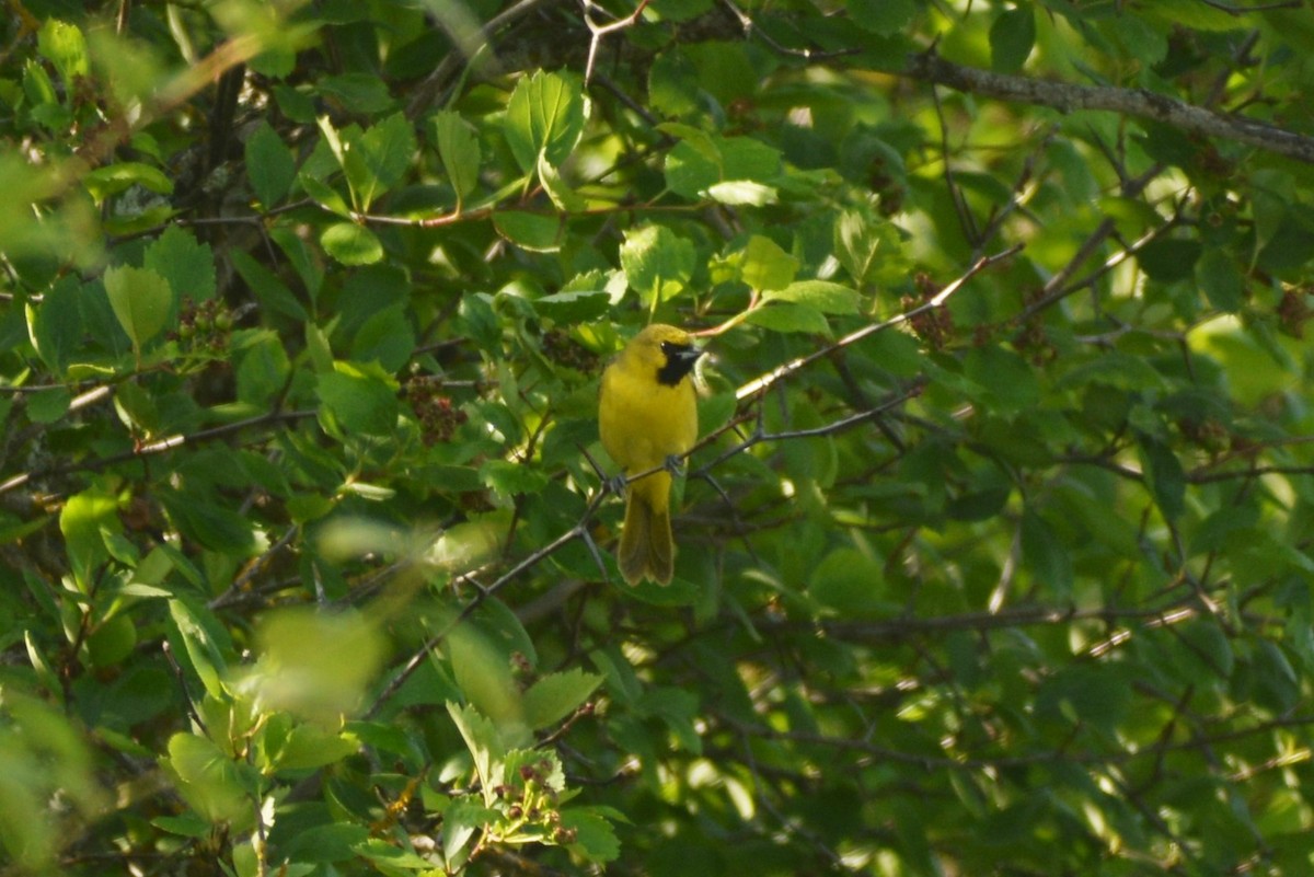 Orchard Oriole - ML578934701