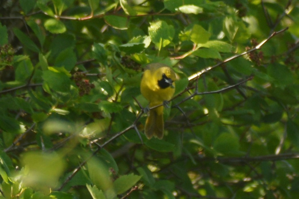 Orchard Oriole - ML578934711