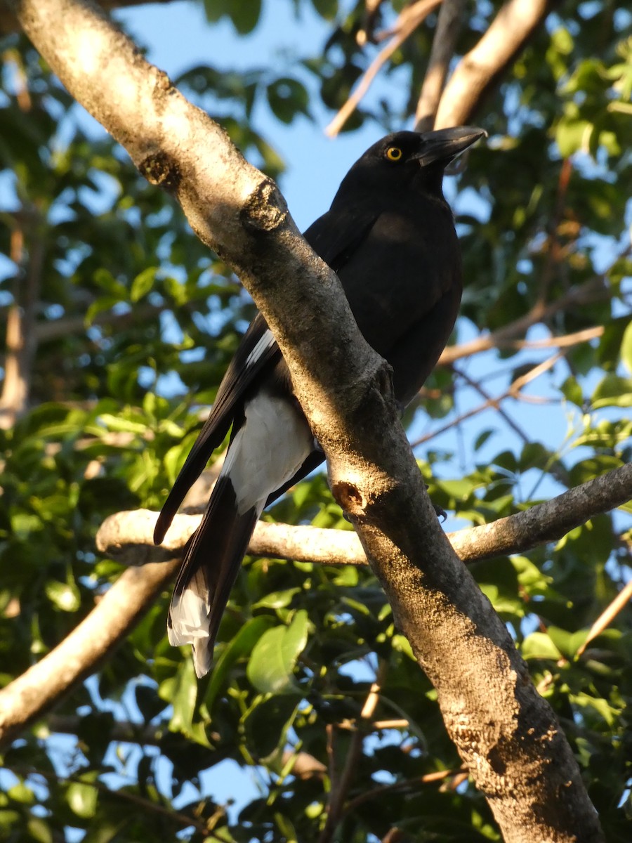 Pied Currawong - ML578935721