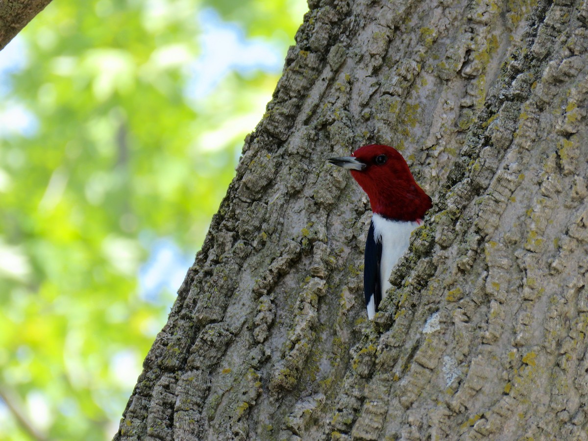 Red-headed Woodpecker - Lisa Owens