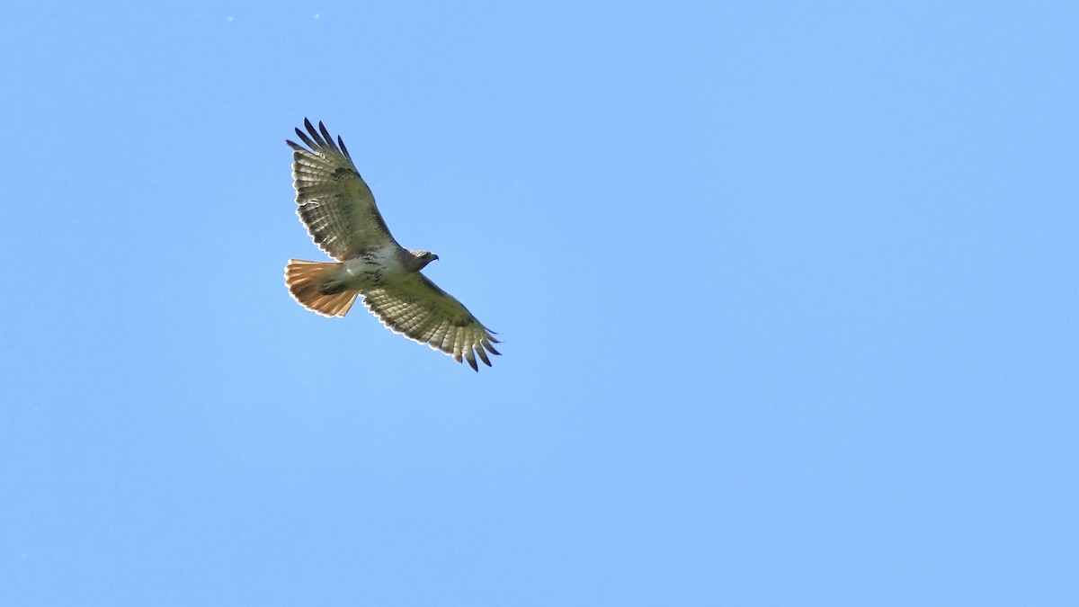 Red-tailed Hawk - ML578940681