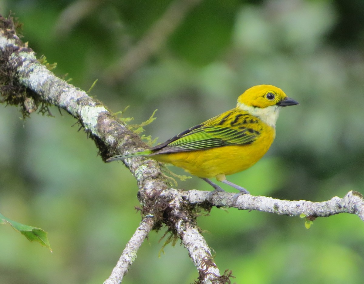 Silver-throated Tanager - ML578941901